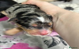 Mixed Breed dogs for sale: Blue merle and golden retriever puppies - Image 8