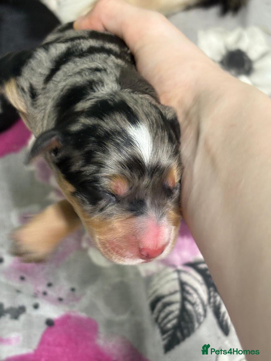 Mixed Breed dogs for sale: Blue merle and golden retriever puppies - Image 8
