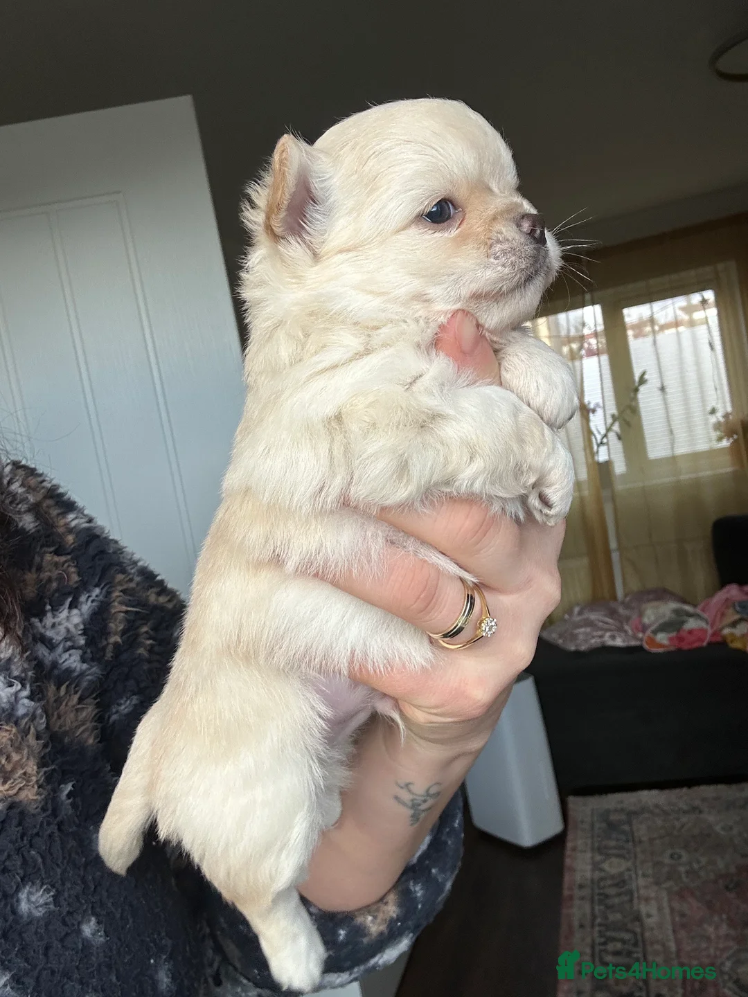Chihuahua dogs for sale: 🥰Gorgeous Long-Coat chihuahua puppies  - Advert 5