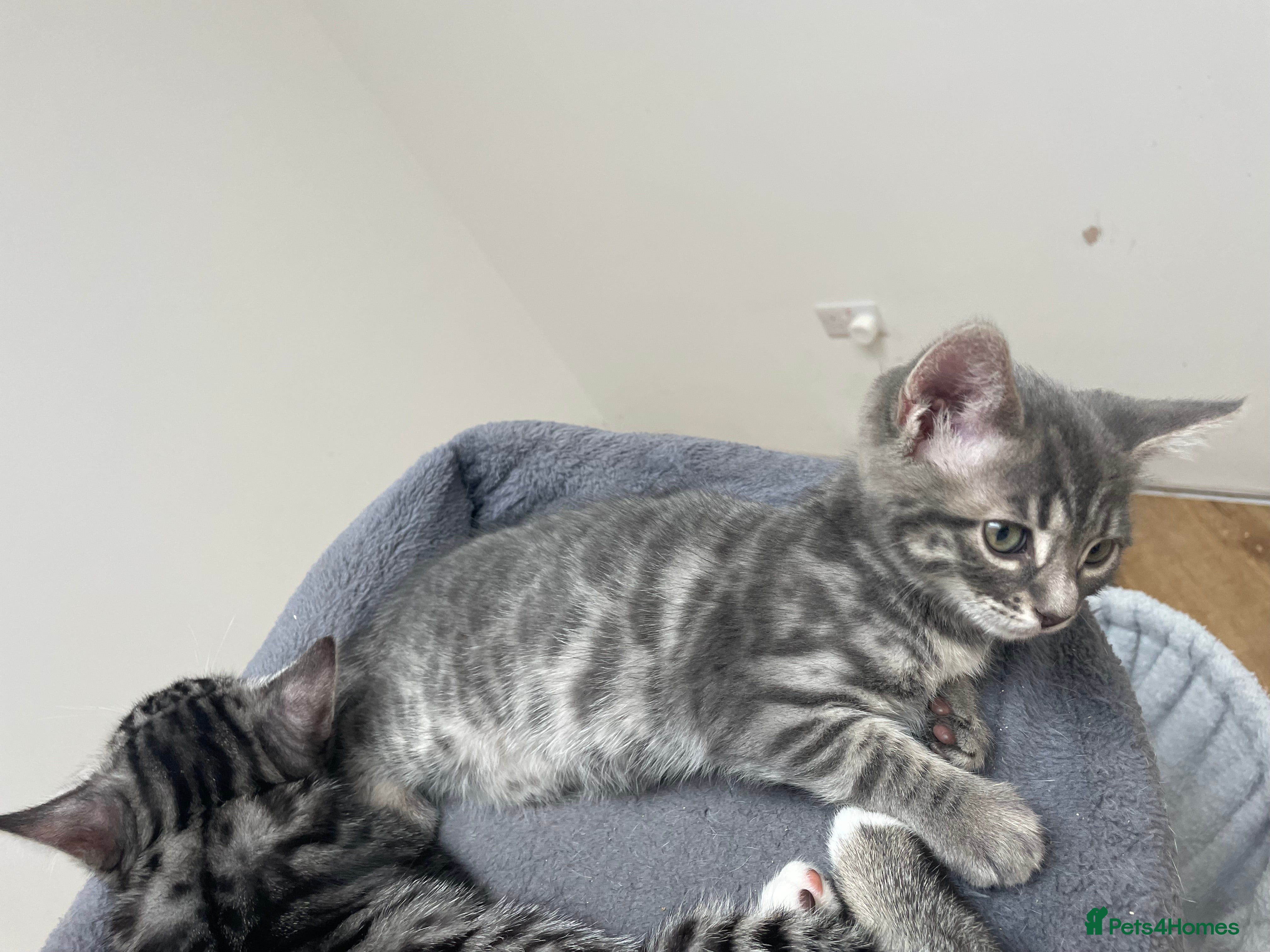 Bengal cats for sale: Bengal X Kittens - Advert 17