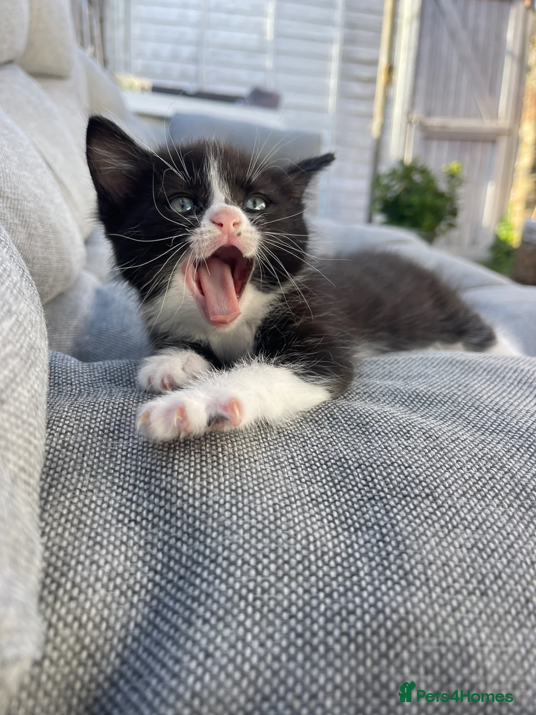 Mixed Breed cats for sale:     Cute Black & White Kitten - Advert 1
