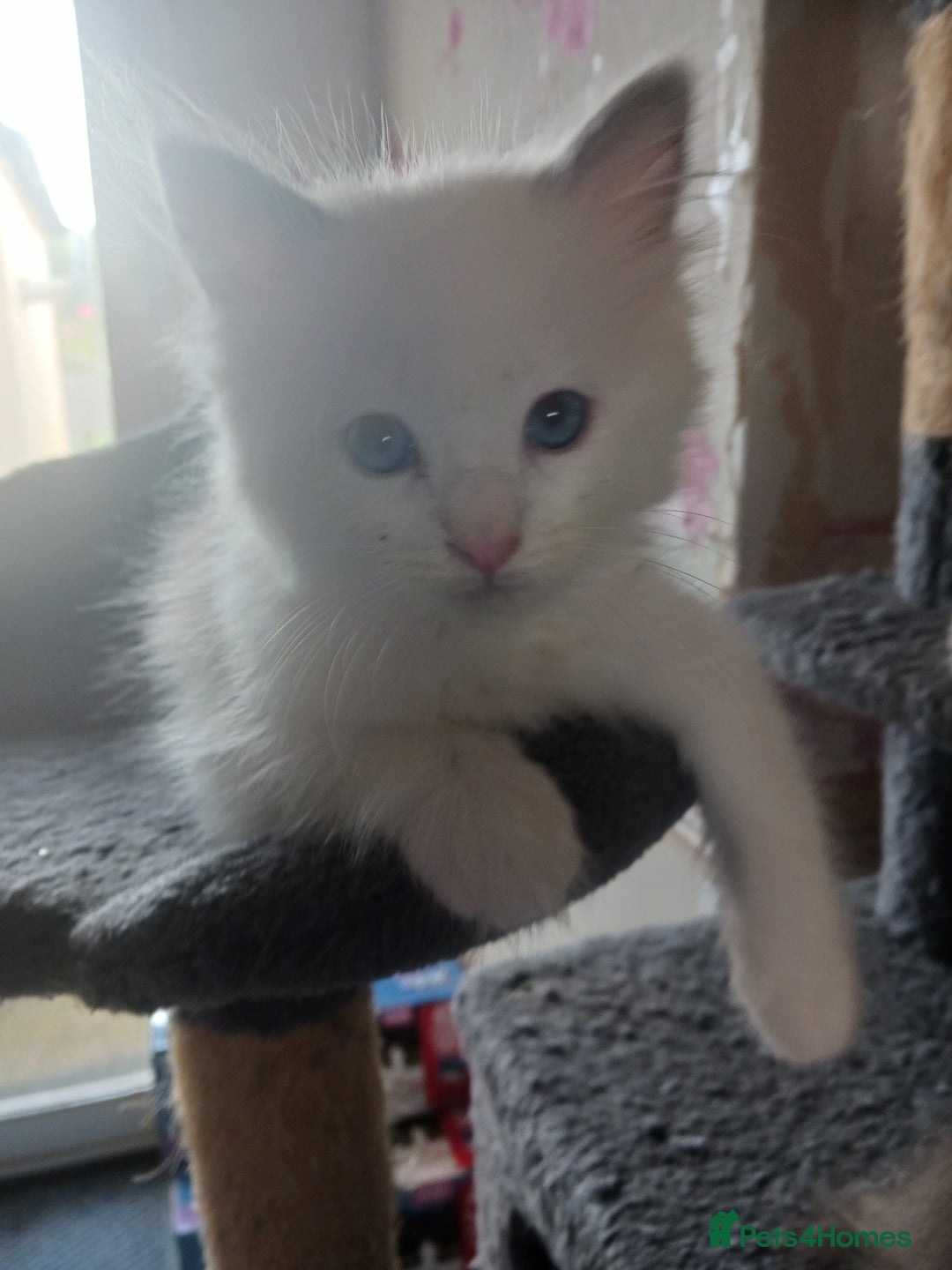 Ragdoll cats for sale: CUTE BLUE COLOUR POINT RAGDOLL KITTENS  - Image 10
