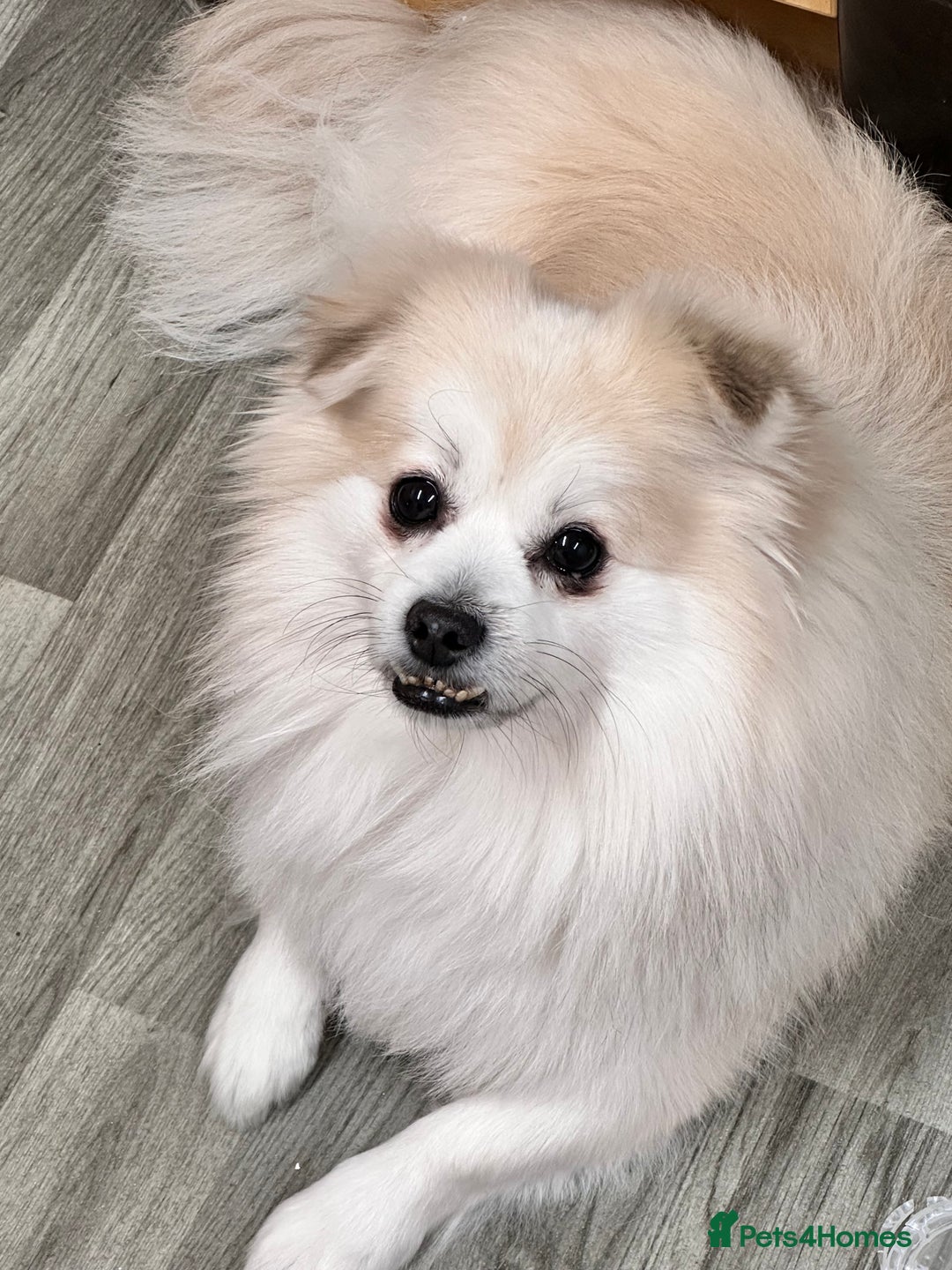 Mixed Breed dogs for sale: Gentle White Pomeranian Needs Loving Forever Home  - Advert 4
