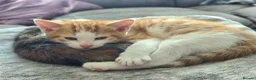 Mixed Breed cats for sale: 2 x beautiful ginger/beige boy kittens 🐱🐱❤️ in Basingstoke - Advert 12