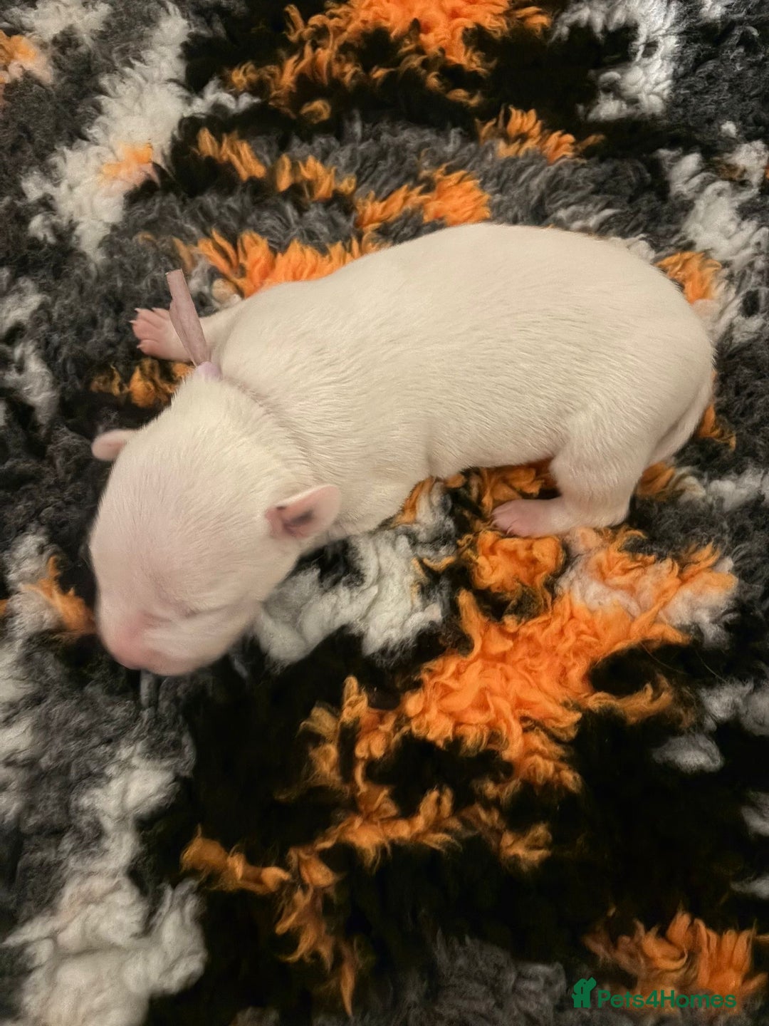 Staffordshire Bull Terrier dogs for sale: Adorable puppies  - Advert 1