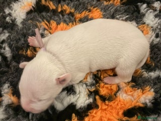 Staffordshire Bull Terrier dogs Adorable puppies - Advert 12