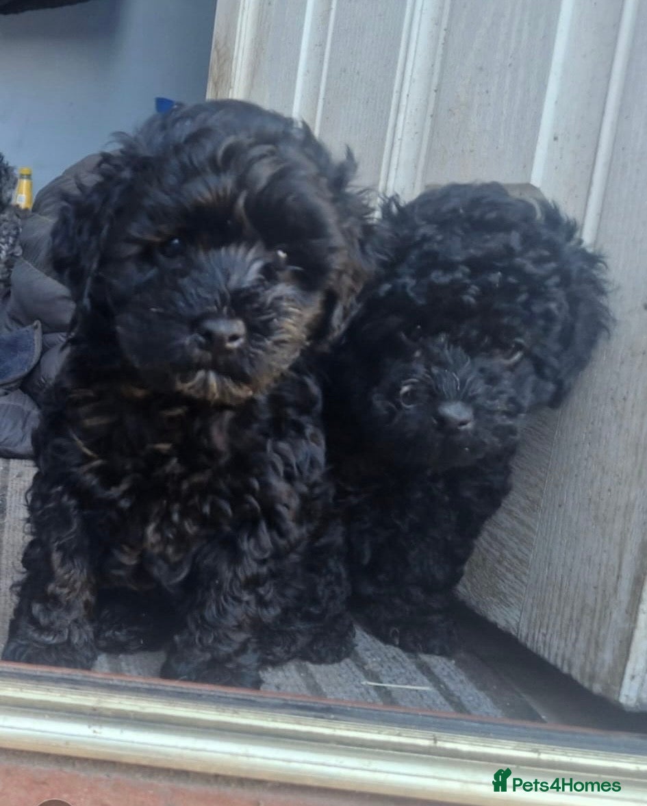 Cockapoo dogs KC Miniature Poodle X F1B Cockapoo   - Advert 15