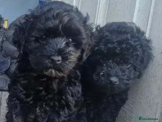 Cockapoo dogs KC Miniature Poodle X F1B Cockapoo - Advert 10