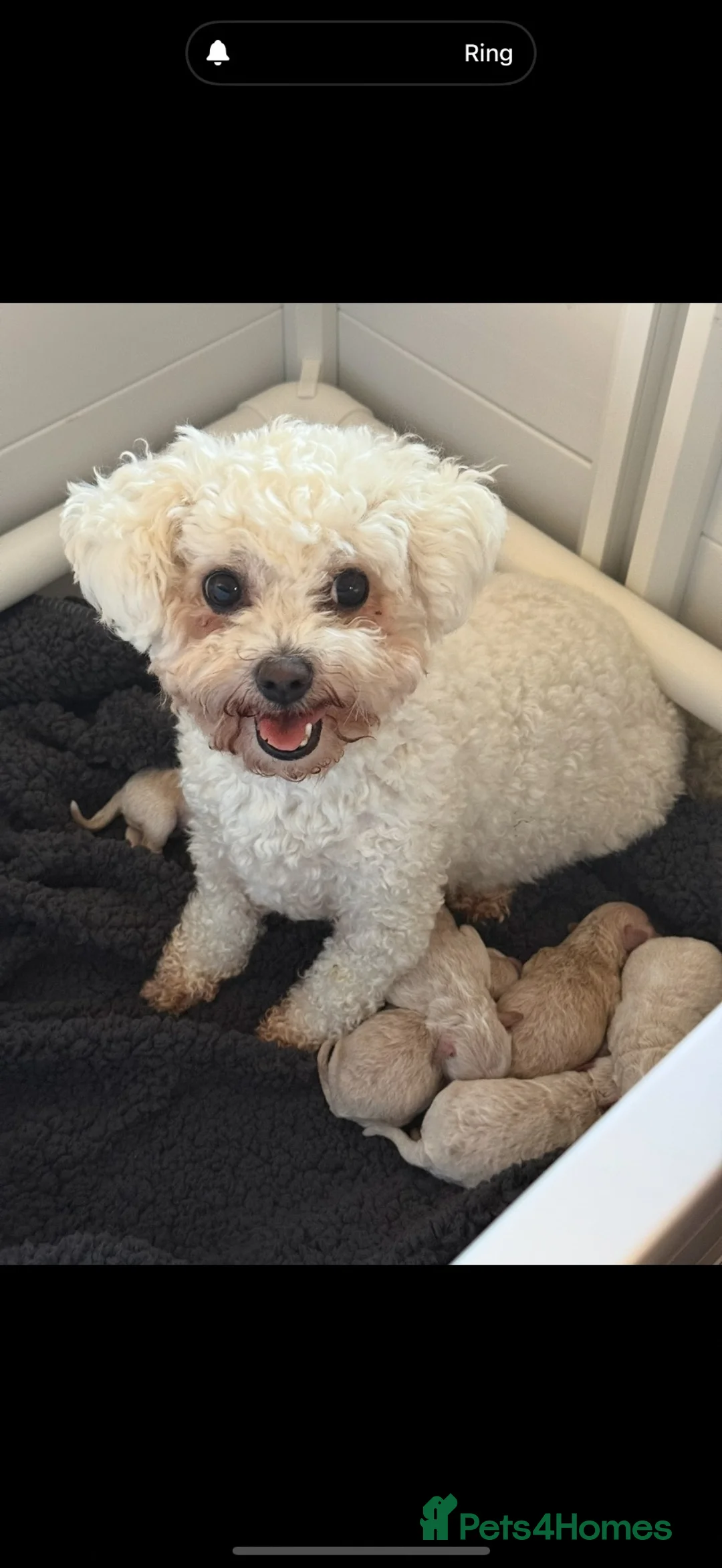 Bichon Frise dogs for sale: Bichon frise kc adult female in Sittingbourne - Advert 1