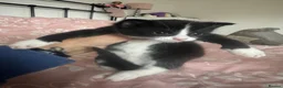 Mixed Breed cats for sale: Kittens for sale  in Bedford - Advert 9