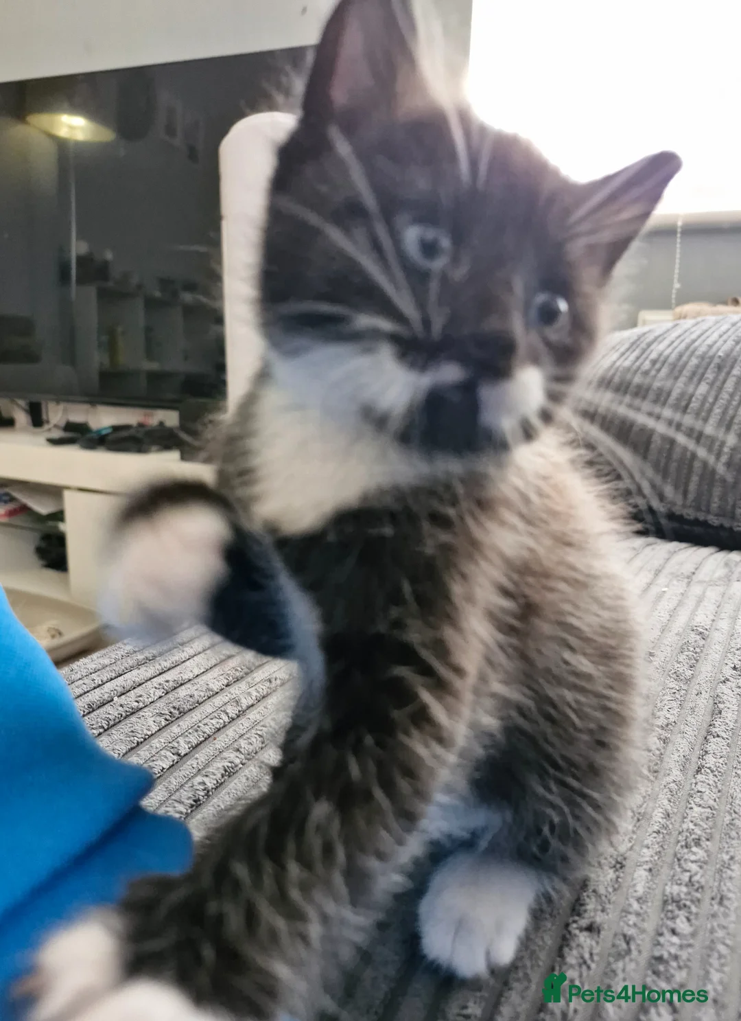 Mixed Breed cats for sale: 2 siamese mix males looking for new homes  - Advert 20