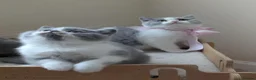 British Shorthair cats for sale: Amazing British Shorthair Bicolour kittens  - Advert 3