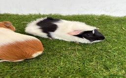 Guinea Pig rodents for sale: Super calm, friendly Guinea pig females  - Image 31