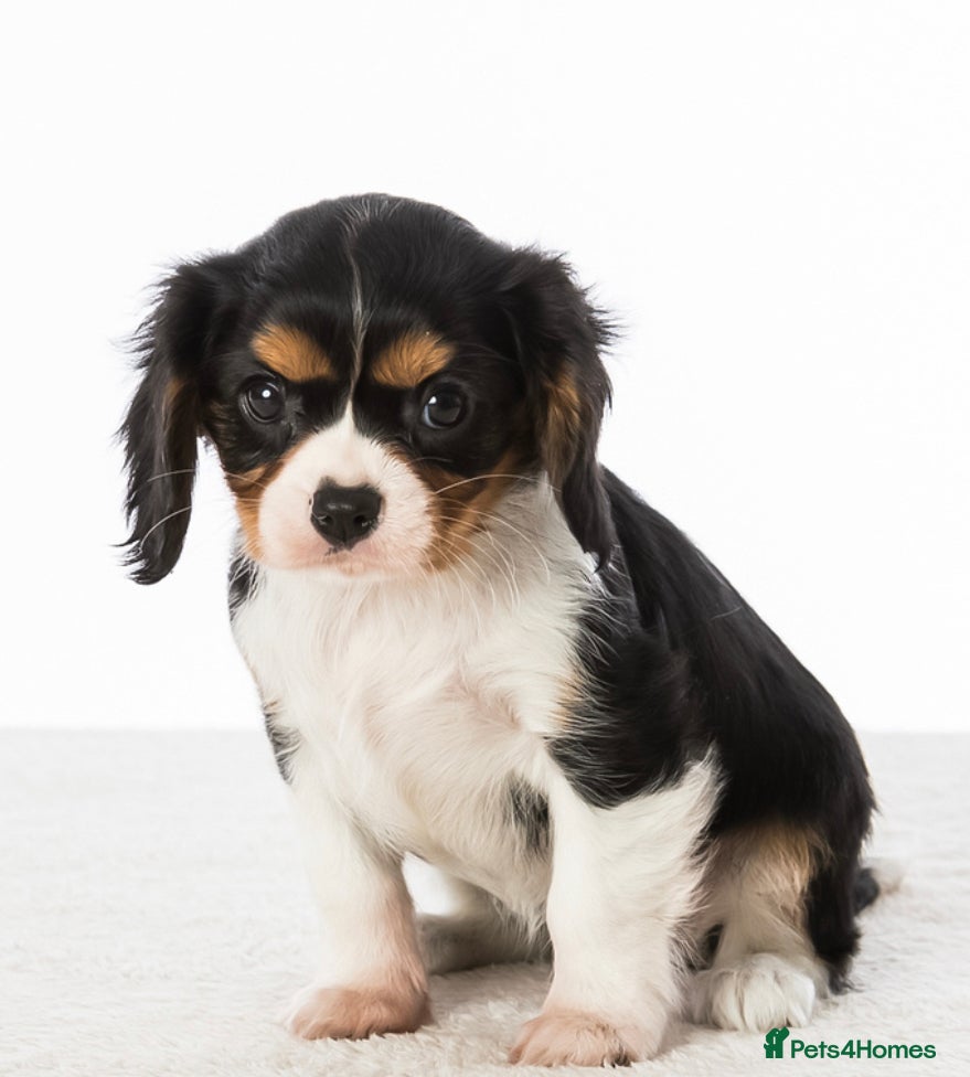 Cavalier King Charles Spaniel dogs 🐶 KC reg extensively health tested Cavalier 🐶  - Advert 2