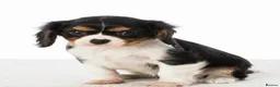 Cavalier King Charles Spaniel dogs for sale: 🐶 KC reg extensively health tested Cavalier 🐶  - Advert 2