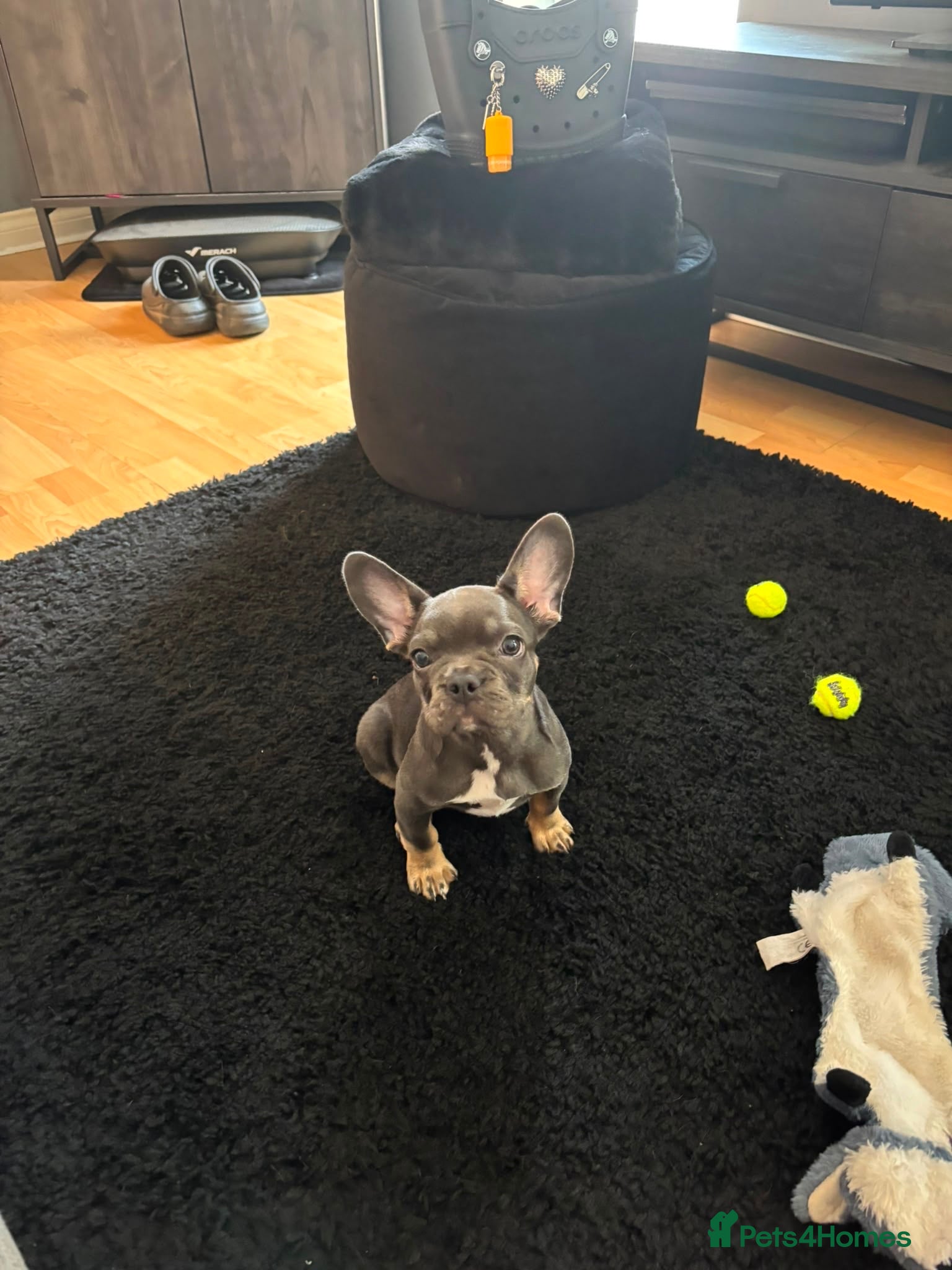 French Bulldog dogs Female French bulldog puppy - Advert 1