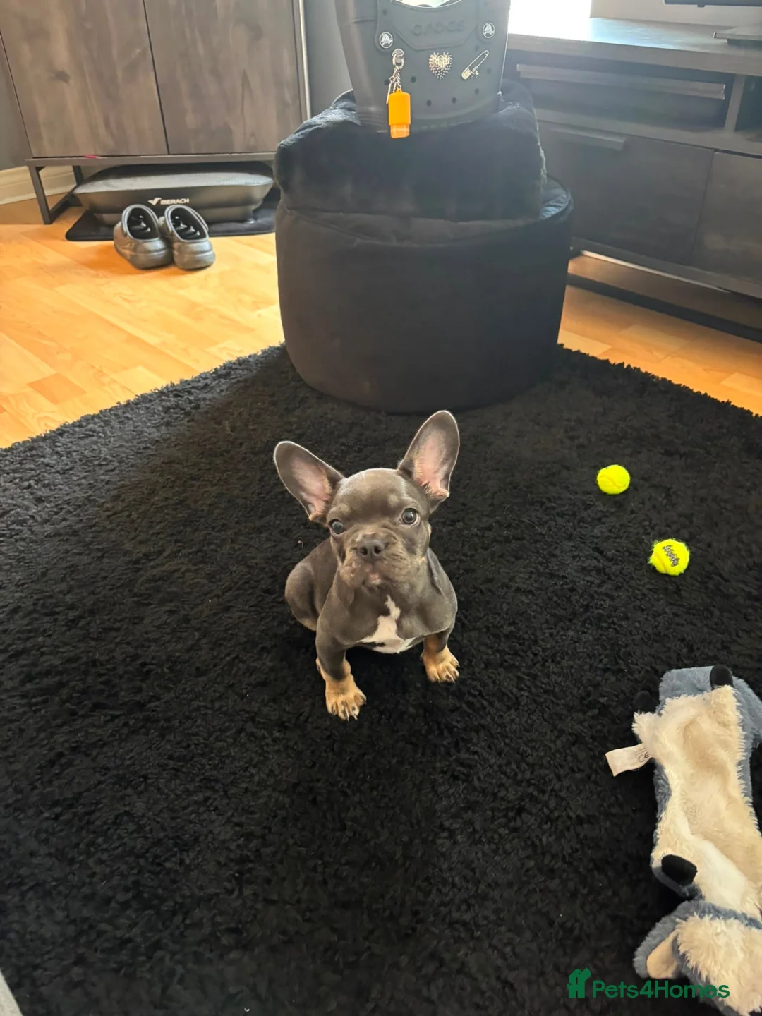 French Bulldog dogs for sale: Female French bulldog puppy in Colchester - Advert 1