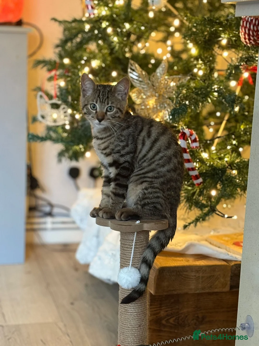 Bengal cats for sale: Guaranteed to be Cuddly *ready now*   - Advert 3