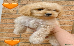 Cavapoo dogs for sale: 💖 Top Quality F1B Cavapoo Puppies DNA TESTED 💖 - Image 10