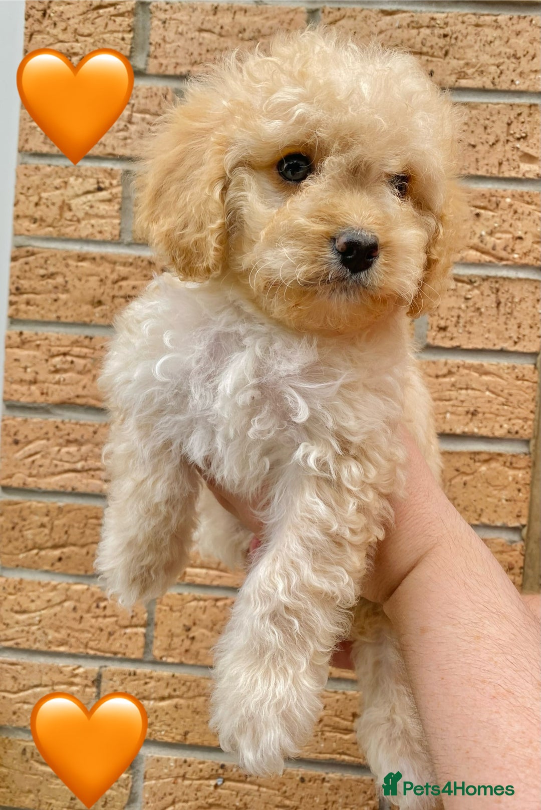 Cavapoo dogs for sale: 💖 Top Quality F1B Cavapoo Puppies DNA TESTED 💖 - Image 10