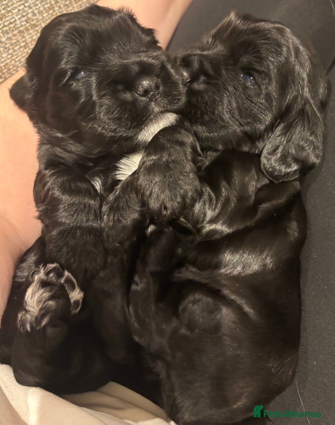 Cocker Spaniel dogs for sale: Show-type KC reg. black/white cocker spaniel puppy - Advert 6