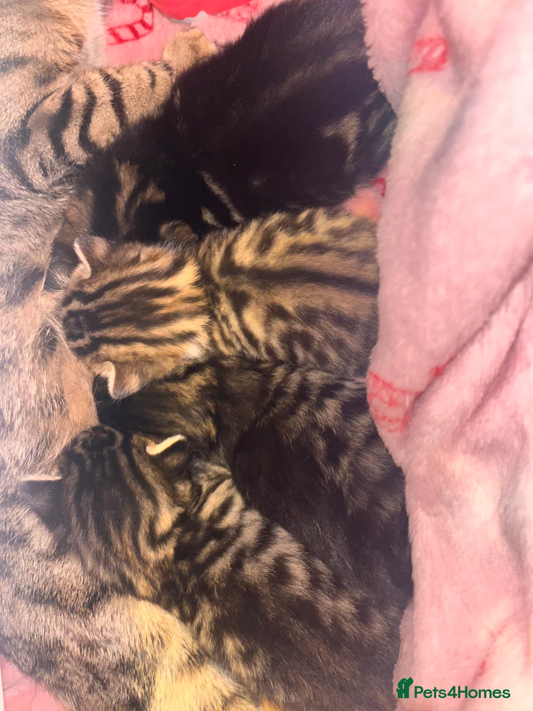 Mixed Breed cats for sale: Bengal mix kittens - Advert 3