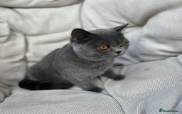 British Shorthair cats for sale: British shorthair female🏆 in Norwich - Image 2