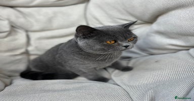 British Shorthair cats in Norwich - Advert 1