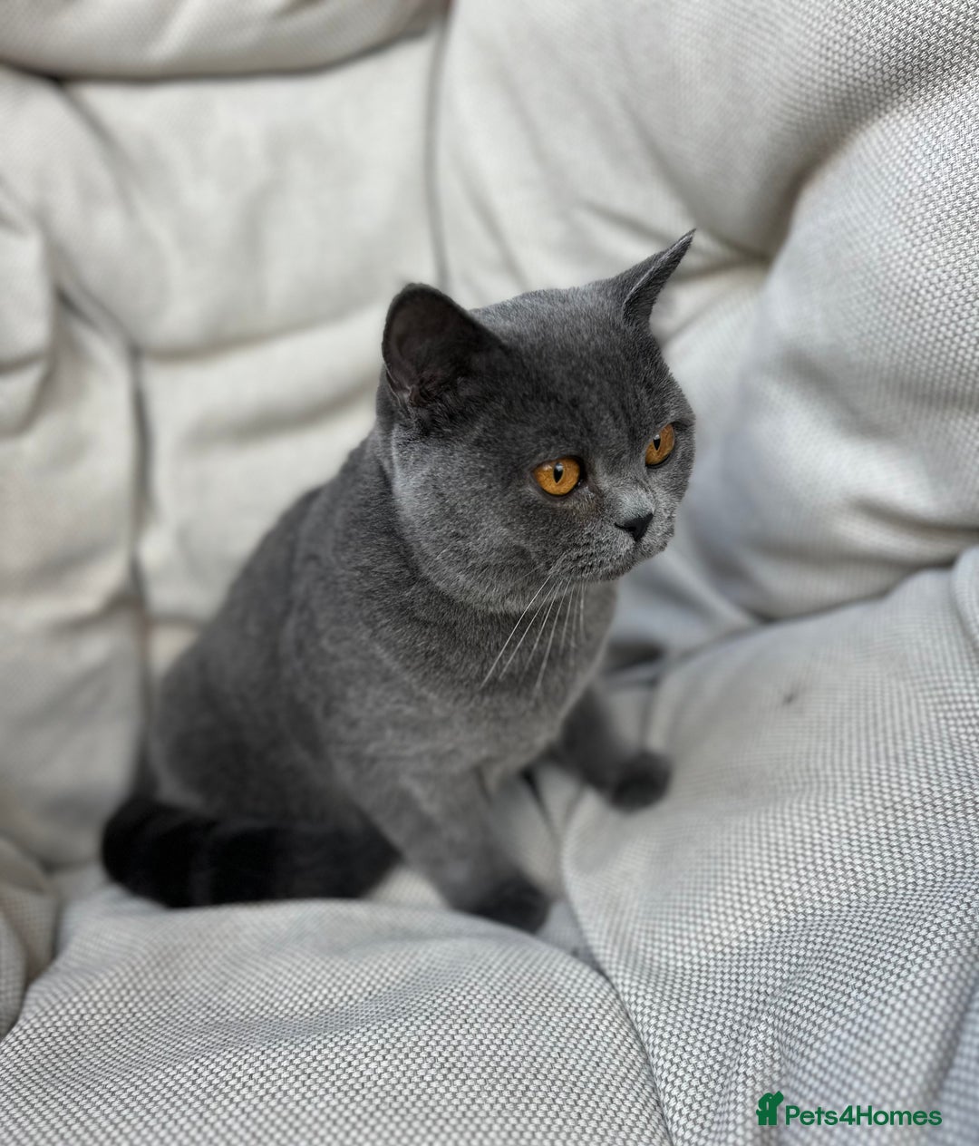 British Shorthair cats for sale: British shorthair female🏆 in Norwich - Image 2