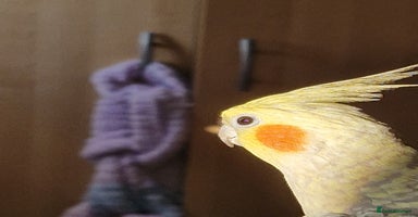 Cockatiels birds - Advert 11