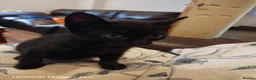 Domestic Shorthair cats for sale: Lovely Domestic short hair kittens  - Advert 5