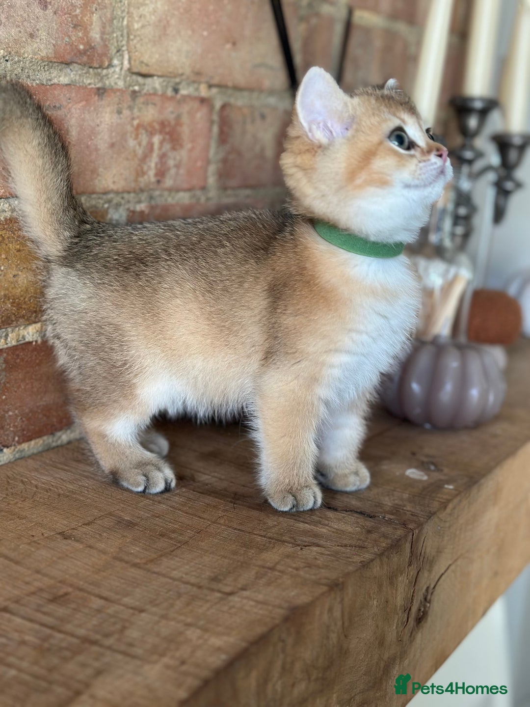 British Shorthair cats for sale: ‼️READY NOW‼️ 2 kittens left  - Advert 32