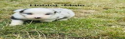 Border Collie dogs for sale: KC Registered Border Collie Puppies For Sale - Advert 9
