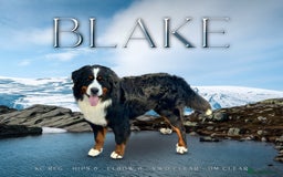 Bernese Mountain Dog dogs for stud: For stud dna tested Bernese mountain dog for stud  in Market Drayton - Image 1