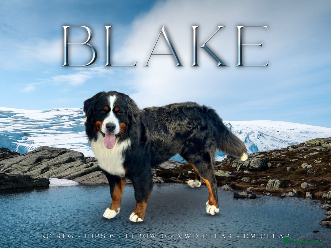 Bernese Mountain Dog dogs for stud: For stud dna tested Bernese mountain dog for stud  in Market Drayton - Image 1