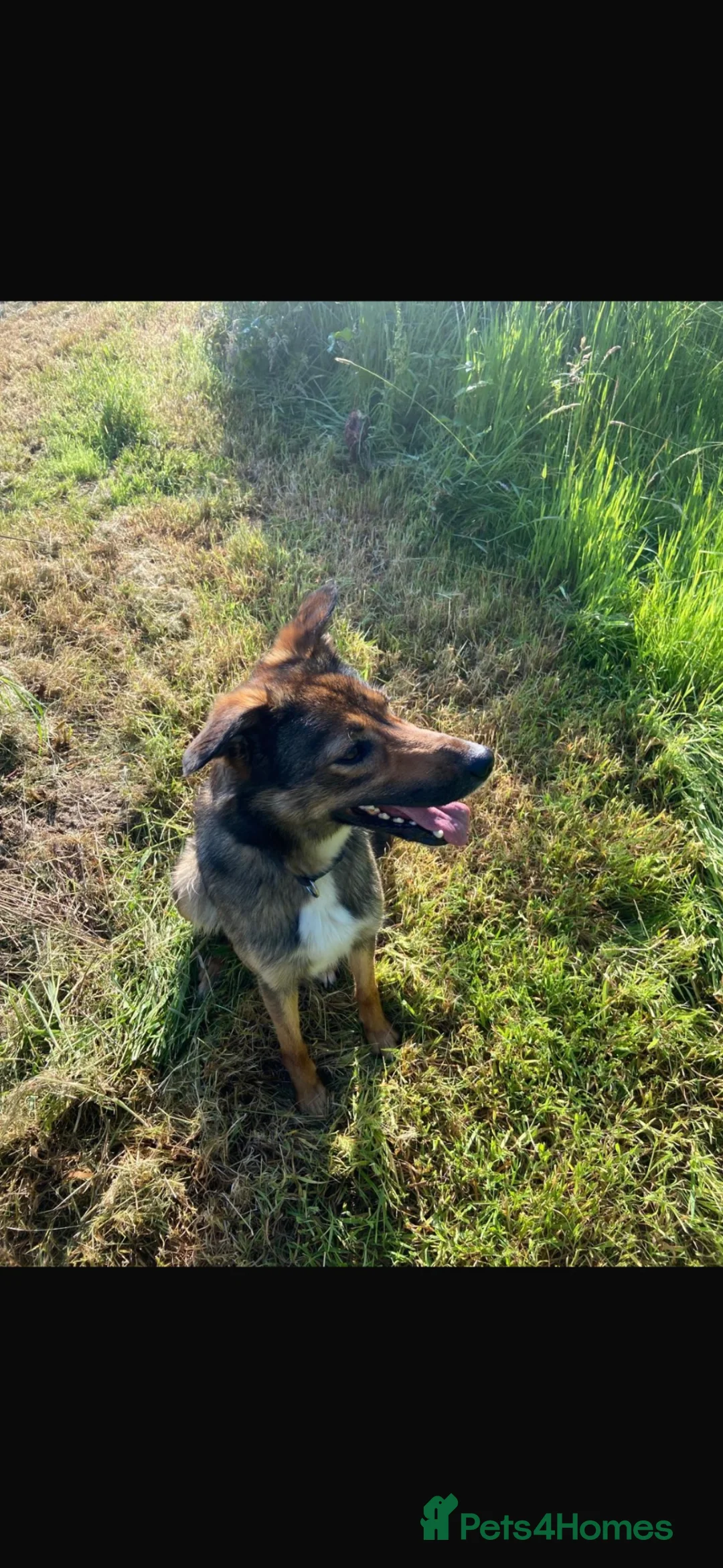 Mixed Breed dogs for sale: 2 year old huntaway x collie - Advert 2