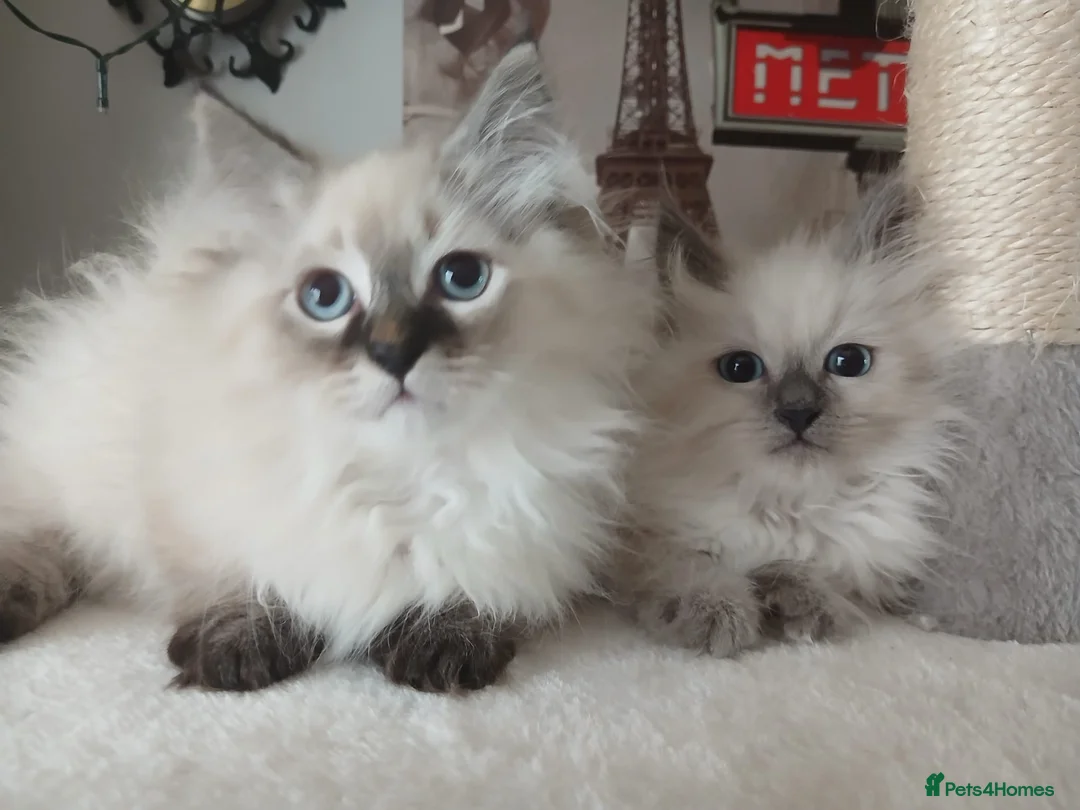 Siberian cats for sale: Beautiful Siberian kittens  in Wigan - Advert 14