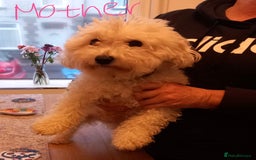 Bichon Frise dogs for sale: Lovely Bichon Maltese pups - Advert 4