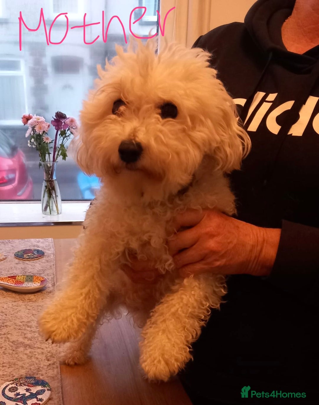 Bichon Frise dogs for sale: Lovely Bichon Maltese pups - Advert 4