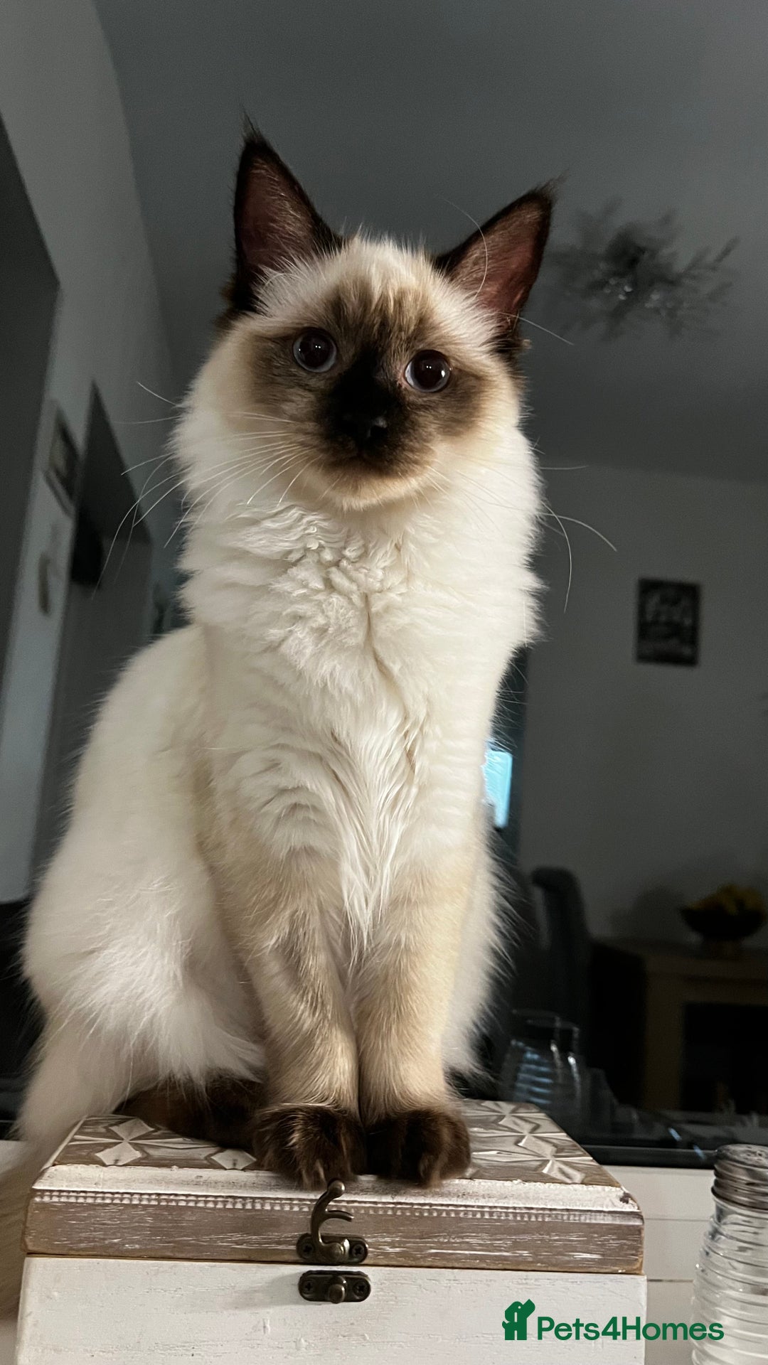 Ragdoll cats for sale: Ragdoll male and female - Advert 6