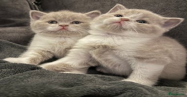 British Shorthair cats Stunning Registered BSH babies available  - Advert 11