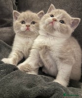 British Shorthair cats Stunning Registered BSH babies available - Advert 11