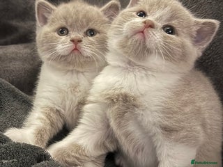 British Shorthair cats Stunning GCCF Registered BSH babies available - Advert 1