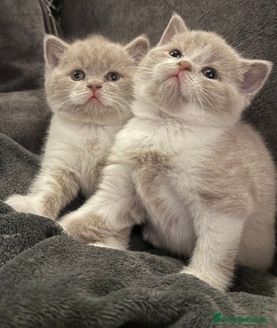 British Shorthair cats - Advert 9