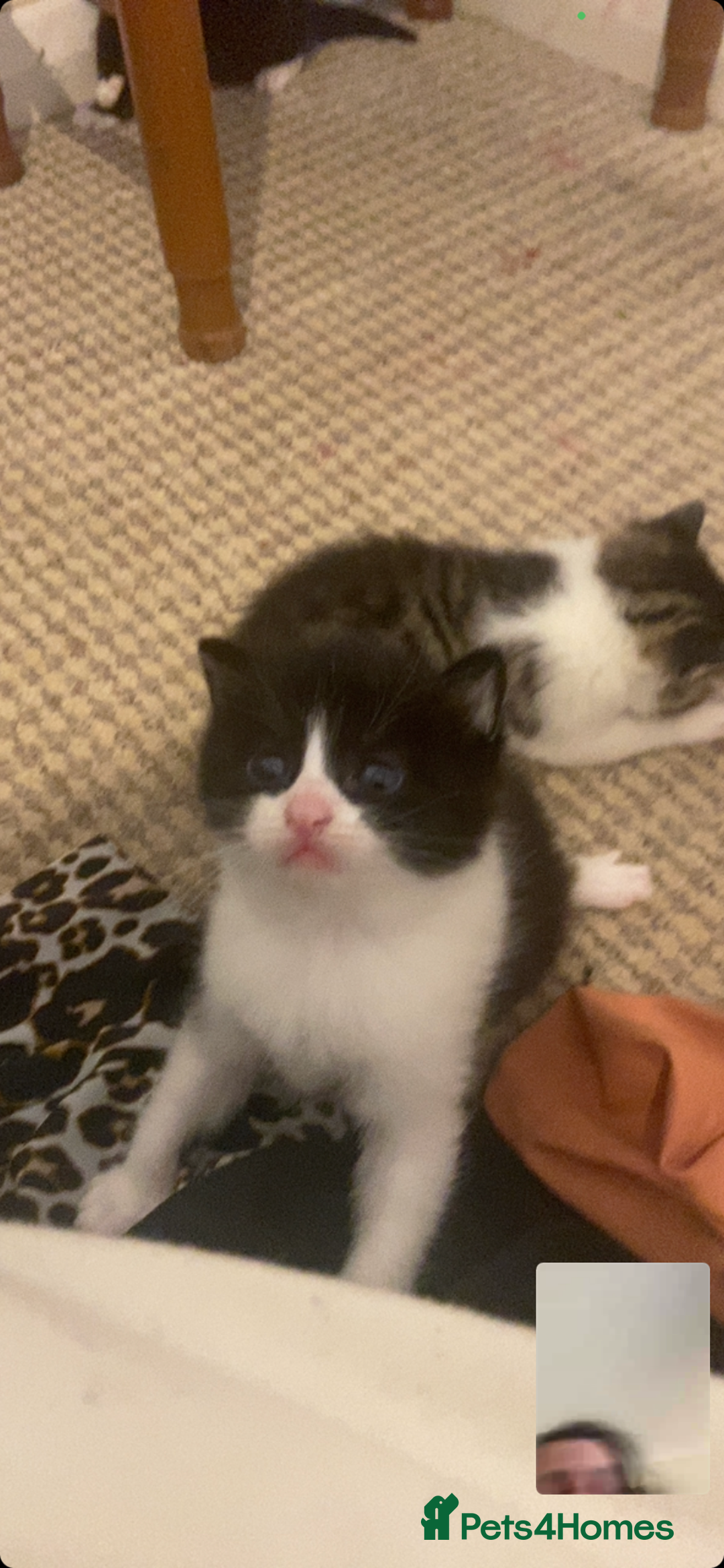 Mixed Breed cats for sale: Mushu and po - Free  - Advert 3