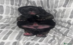 Frug dogs for sale: Two Beautiful F1 Frugs  - Image 7