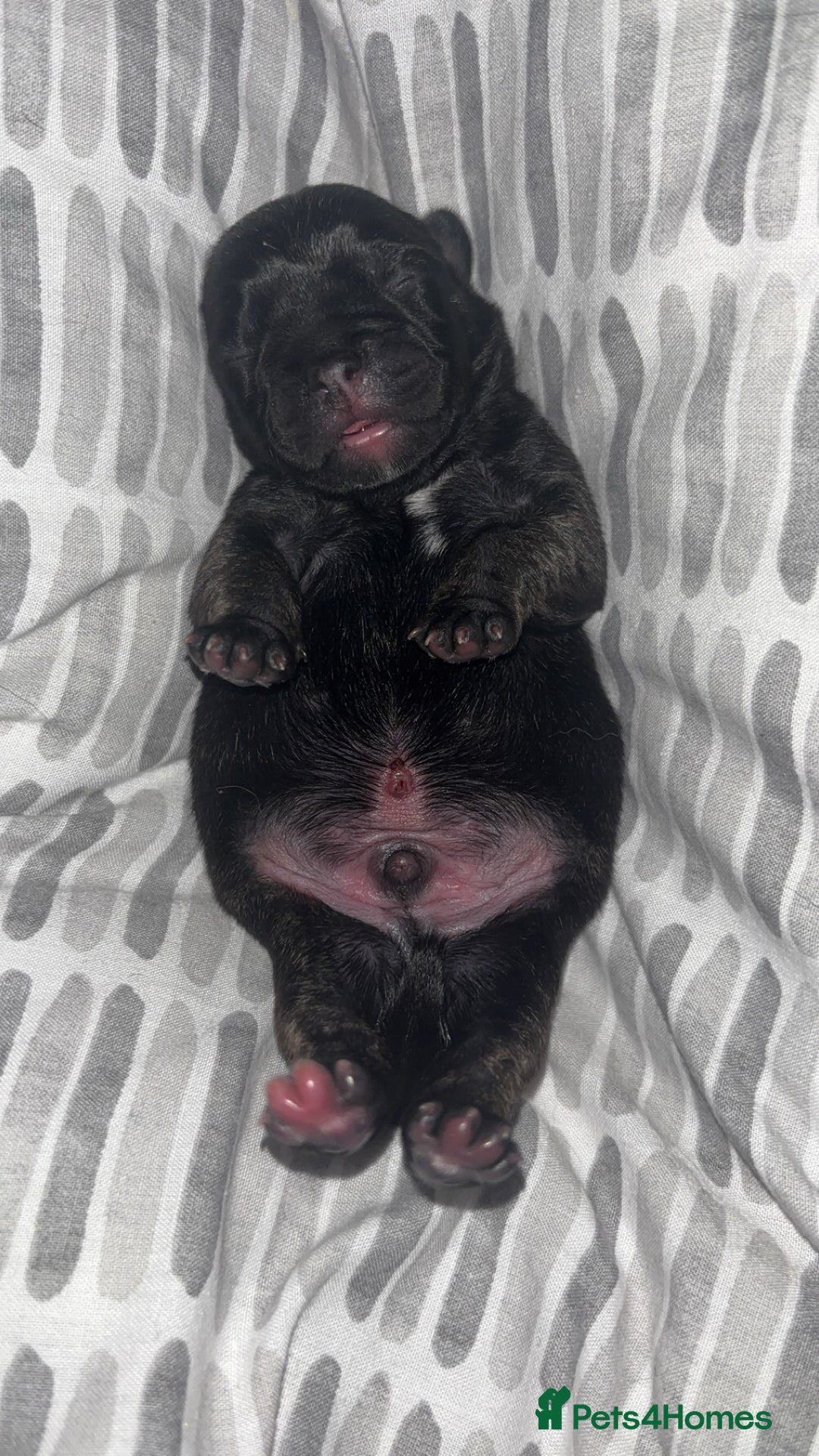 Frug dogs for sale: Two Beautiful F1 Frugs  - Image 7