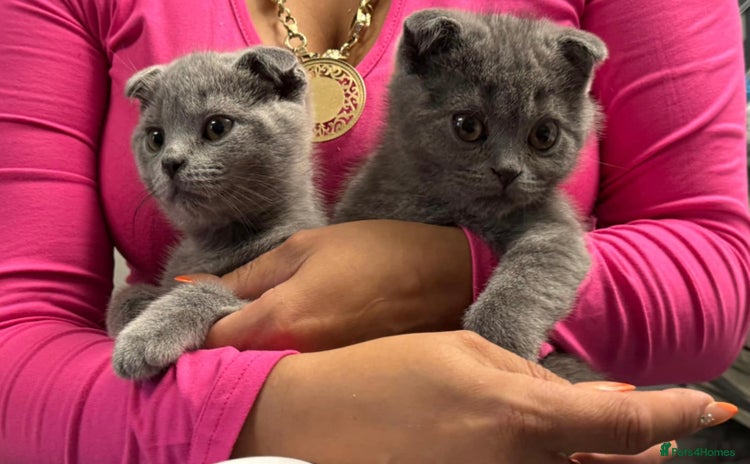 Scottish Fold cats - Advert 4