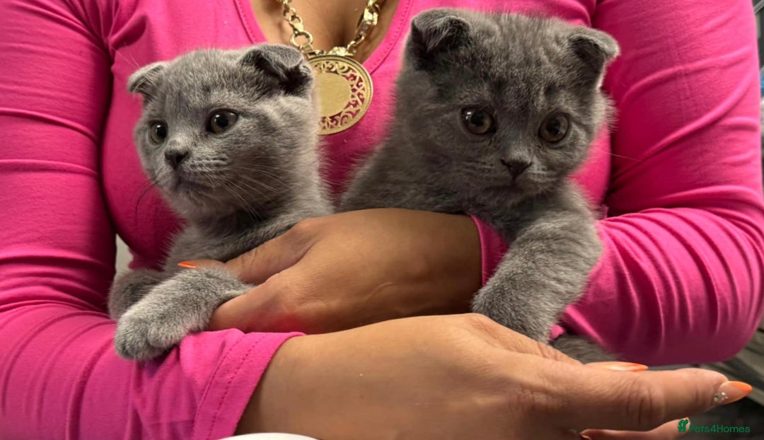 Scottish Fold cats for sale: Scottish Fold Kittens🩵 - Image 1