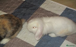 Lionhead rabbits for sale: LION HEAD LOP - Image 3